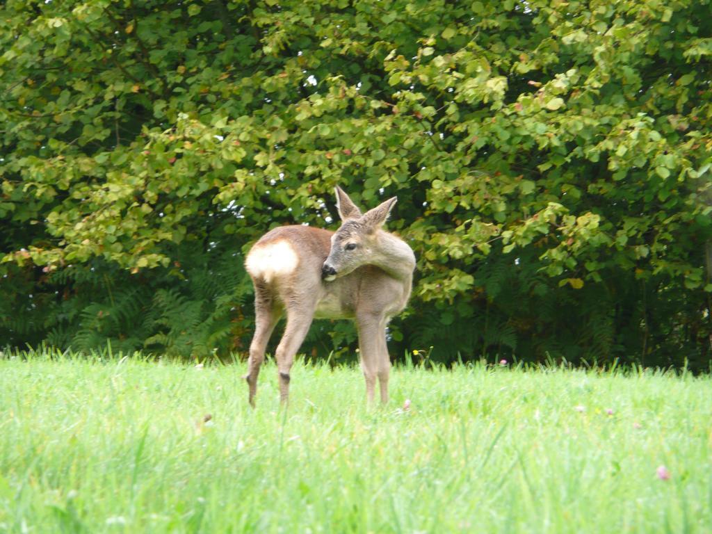 Bed and Breakfast Au Palton Raon-aux-Bois Exteriér fotografie